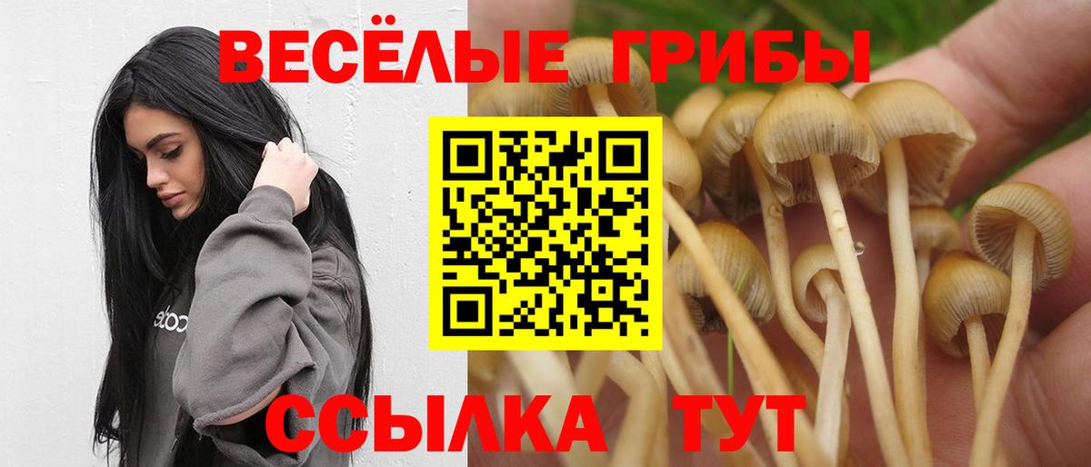Псилоцибиновые грибы Psilocybe Белорецк